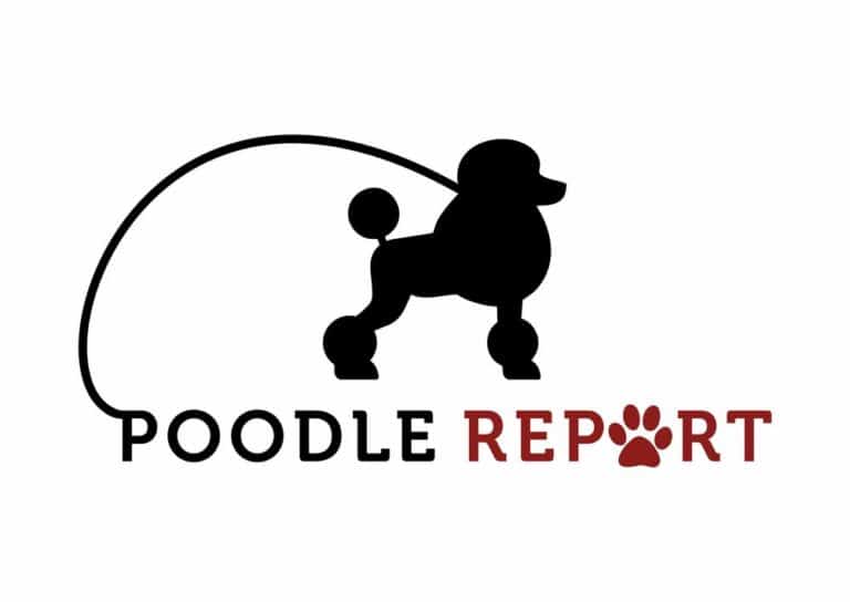 Best Poodle Grooming Tools: The Ultimate Guide 2025