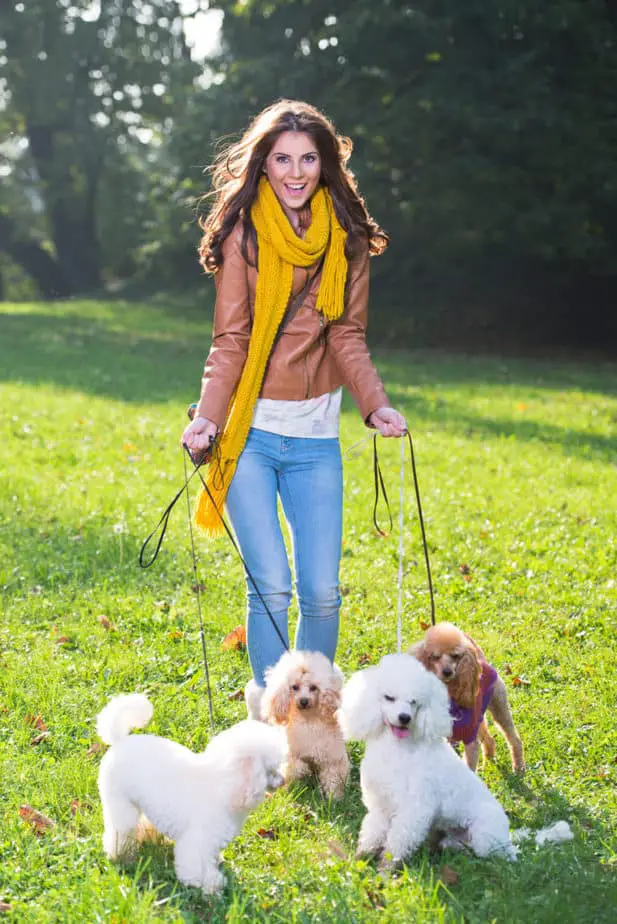 miniature poodle exercise
