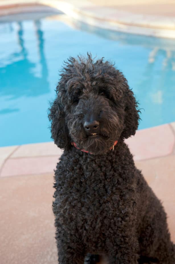 Do Poodles Like Water? Can They Swim in Pools? Poodle Report