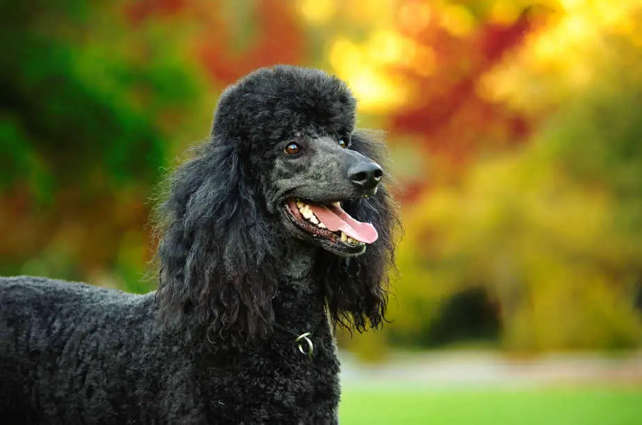 Are Standard Poodles Good Running Dogs? Poodle Report