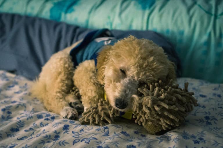 How to Exercise a Miniature Poodle A Detailed Guide Poodle Report
