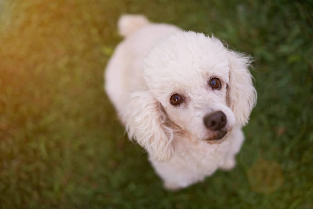 can a poodle be an outside dog