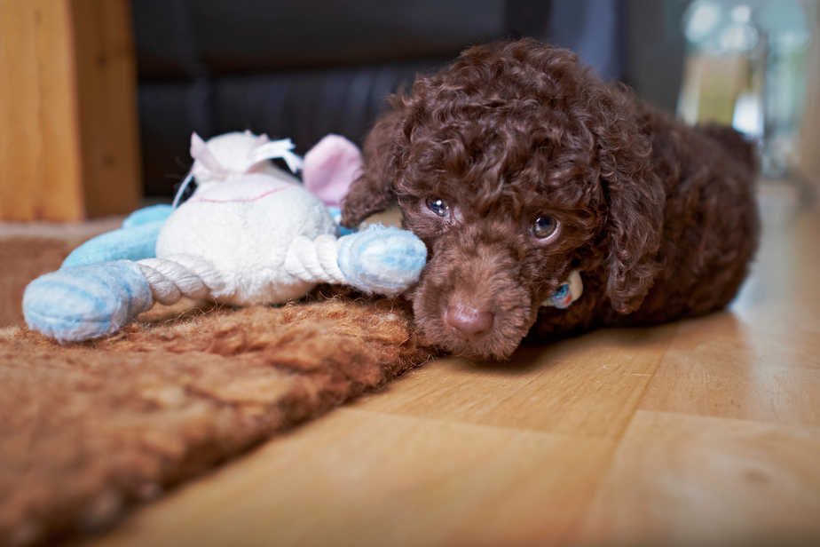 How to Exercise a Miniature Poodle A Detailed Guide Poodle Report