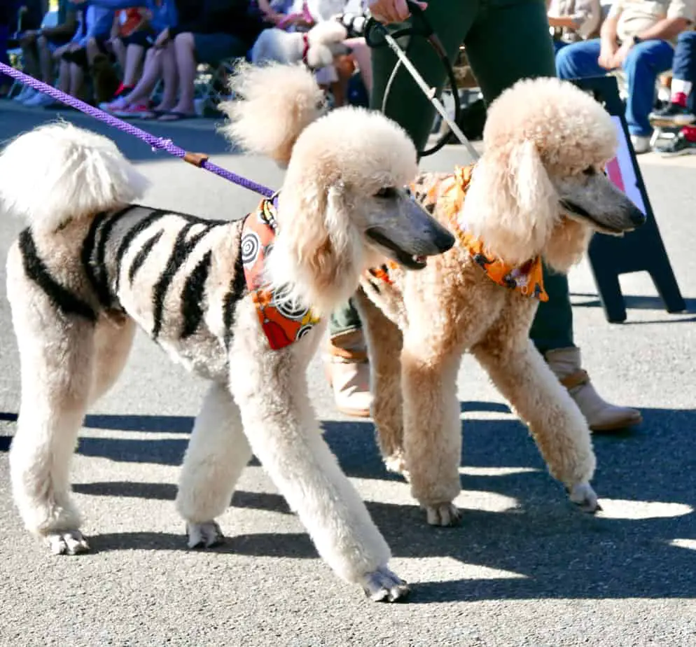 Are Standard Poodles Good Running Dogs? Poodle Report