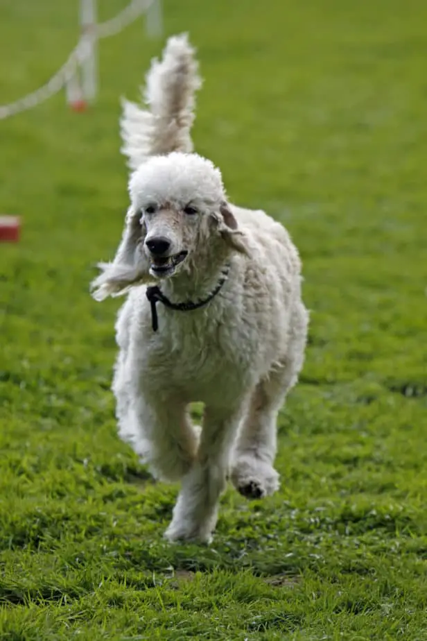 Are Standard Poodles Good Running Dogs? Poodle Report