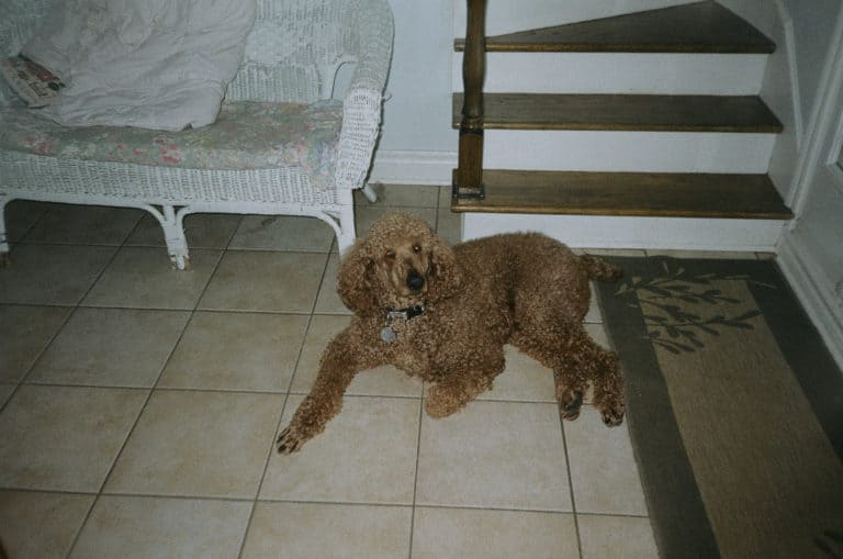 10 Reasons for Aggressive Poodles and how to Correct Them Poodle Report