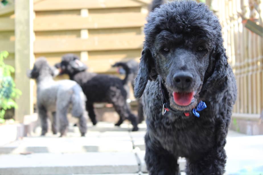 Are Poodles Expensive to Own? Estimating Monthly Costs Poodle Report