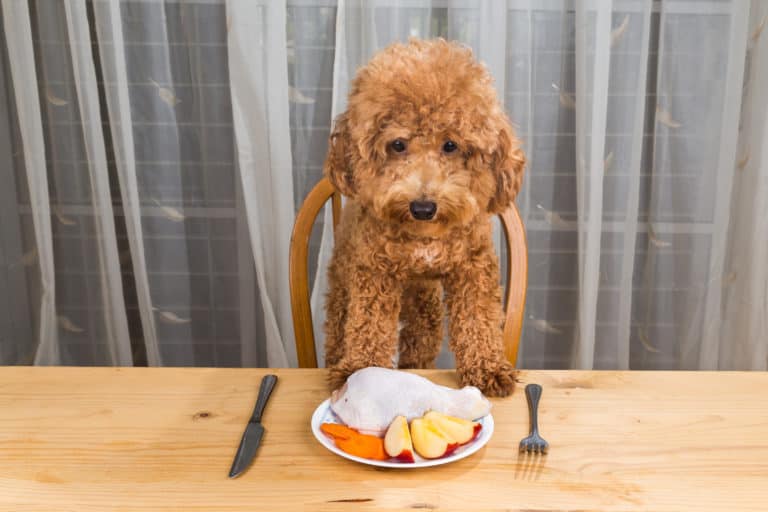Can Poodles Eat Apples? What Every Owner Should Know Poodle Report