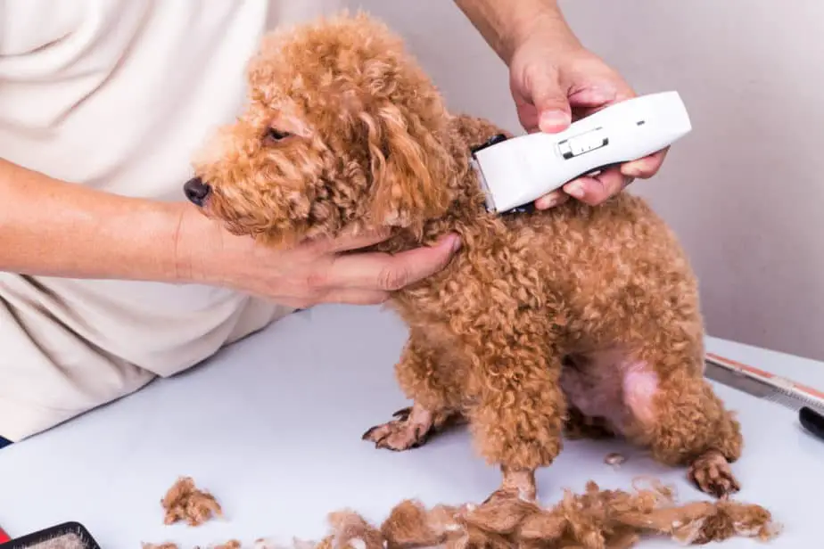 poodle grooming