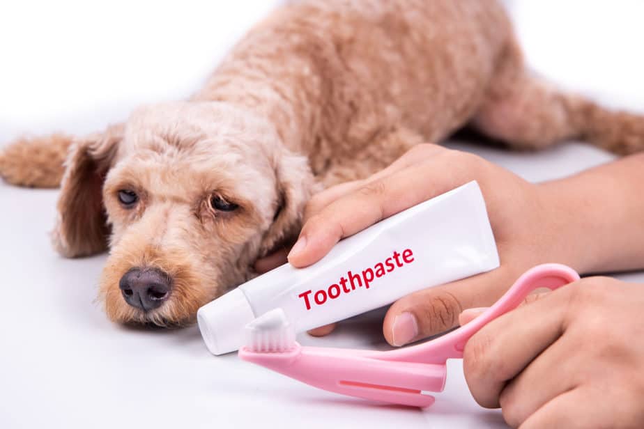 How to Take Care of Poodle Teeth The Ultimate Checklist Poodle Report