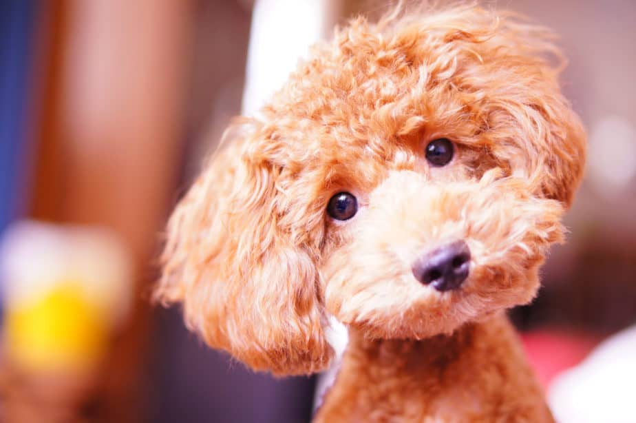 mini poodles for adoption