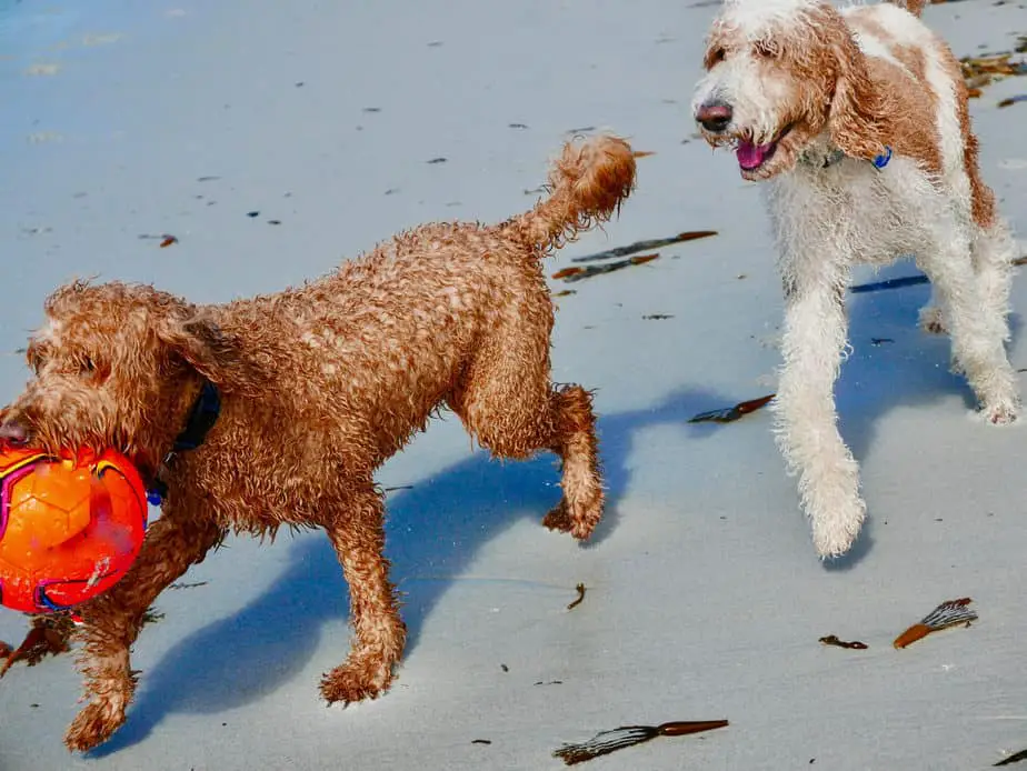 The Best Toys For Poodles A Helpful Guide With Pictures Poodle Report
