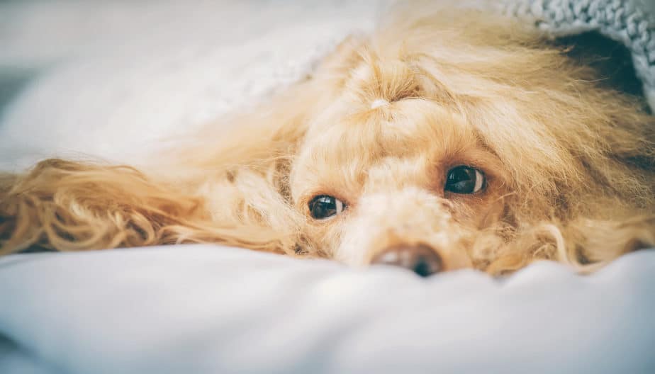 The Best Toys For Poodles A Helpful Guide With Pictures Poodle Report