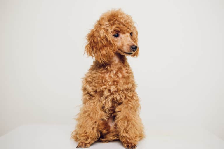 Poodle Coats Colors, Hair Types, and Care (With Pictures) Poodle Report