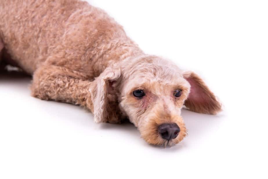 12 Reasons Poodles Get Bald Spots (and How to Help) Poodle Report