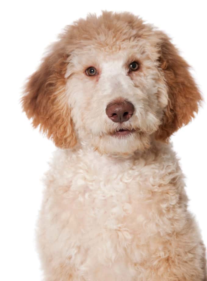 Do All Poodles Fade In Color A Color Guide With Pictures Poodle Report