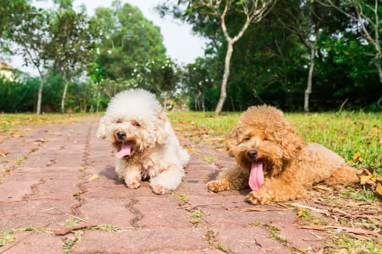 Why Does My Poodle Have Bad Breath? – Poodle Report