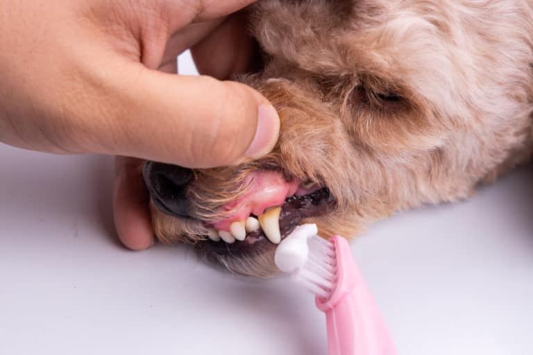 How to Take Care of Poodle Teeth The Ultimate Checklist Poodle Report