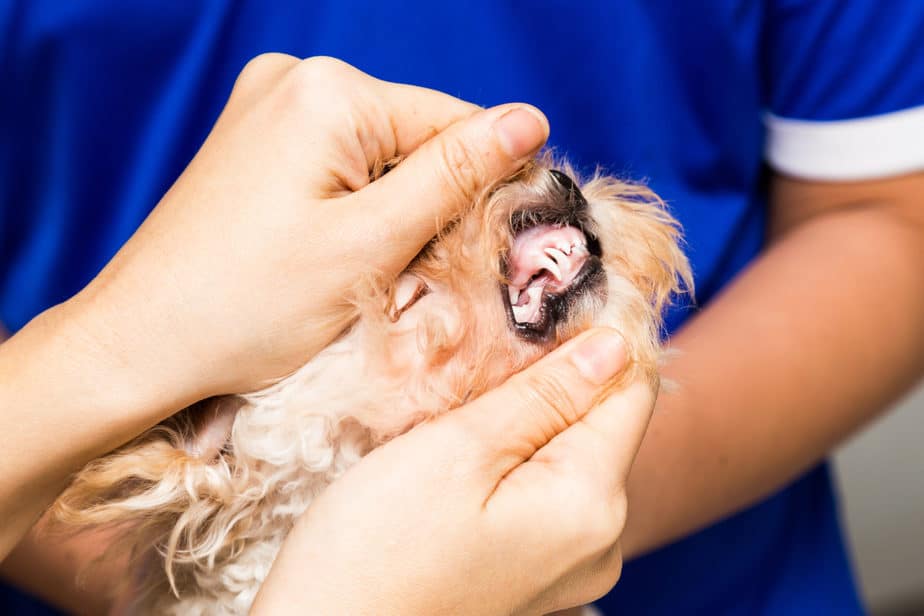 How to Take Care of Poodle Teeth The Ultimate Checklist Poodle Report