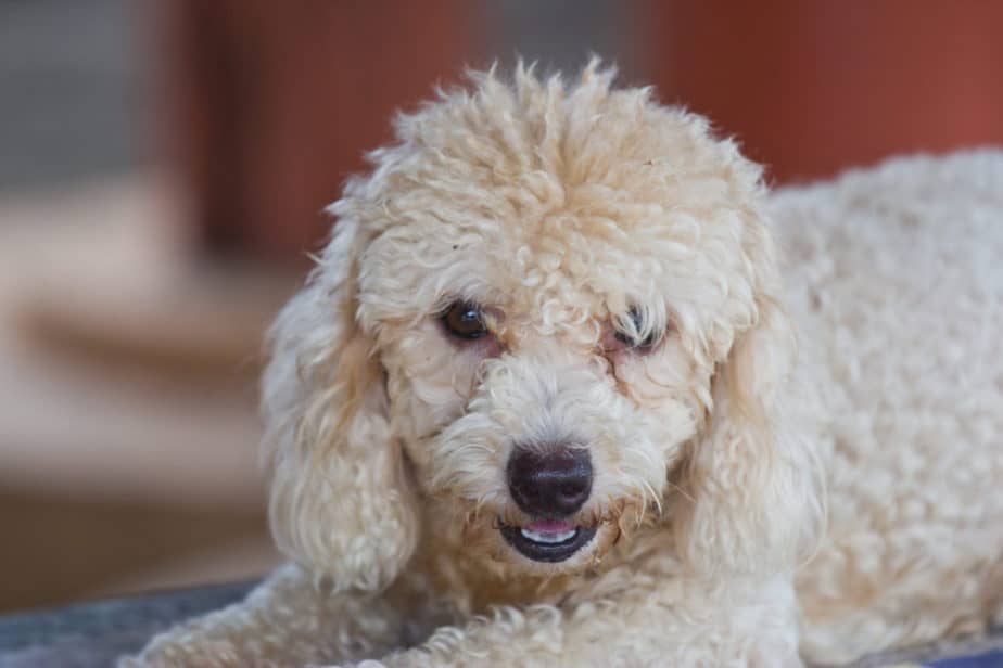 do black poodles have white skin