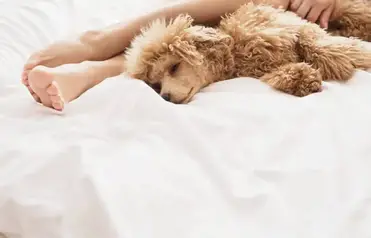 Where When And How Much Should A Poodle Sleep Poodle Report Where When And How Much Should A Poodle Sleep Poodle Report