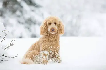 Where When And How Much Should A Poodle Sleep Poodle Report Where When And How Much Should A Poodle Sleep Poodle Report