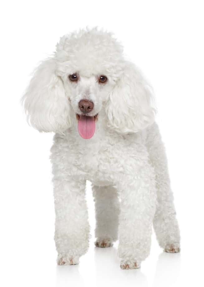 Poodle Coats Colors, Hair Types, and Care (With Pictures) Poodle Report