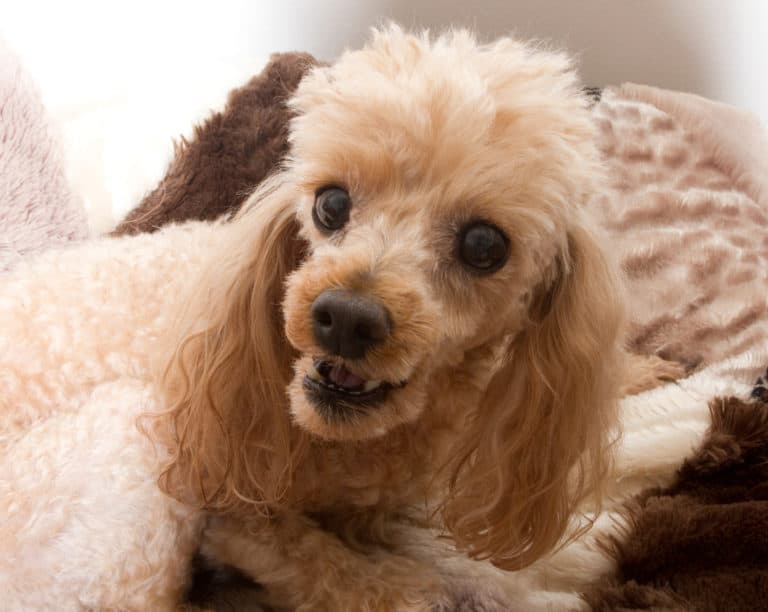 Do Poodles Make Good Guard Dogs? Poodle Report