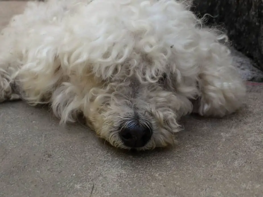 Why do Poodles Eat Feces?(and How to Stop It) Poodle Report