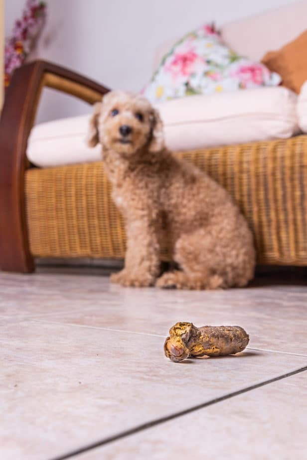 Why do Poodles Eat Feces?(and How to Stop It) Poodle Report