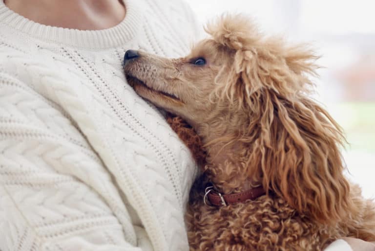 5 Simple Ways To Clean A Poodle's Teeth: A Helpful Guide - Poodle Report