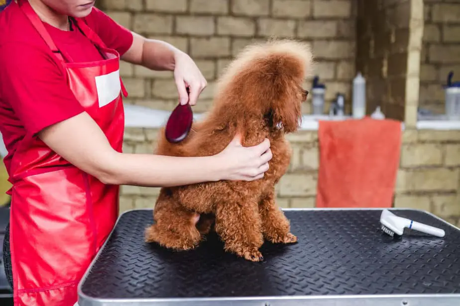 25 Best Poodle Haircuts With Pictures Style Ideas 25-best-poodle-haircuts-with-pictures-style-ideas
