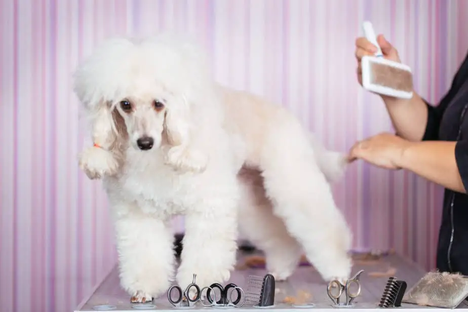 Do Poodles Have Fur or Hair? What is the Difference? – Poodle Report