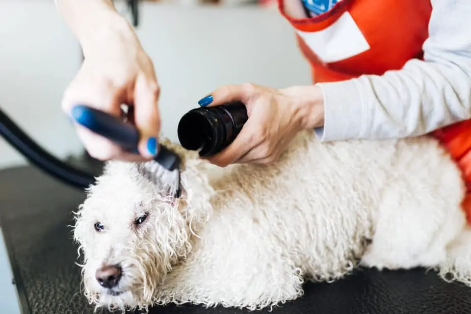 How To Groom A Poodle: Complete Grooming & Care Guide