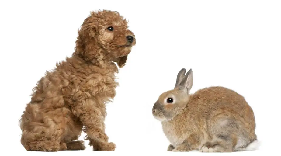 Do Poodles Get Along With Rabbits? – Poodle Report
