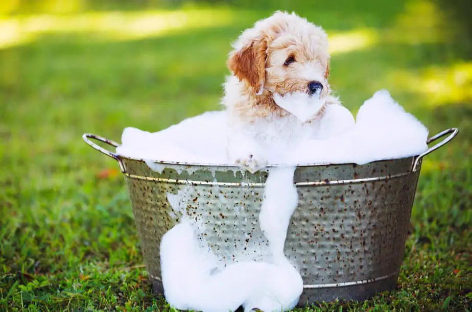 How to Give Your Poodle a Bath A Step by Step Guide Poodle Report
