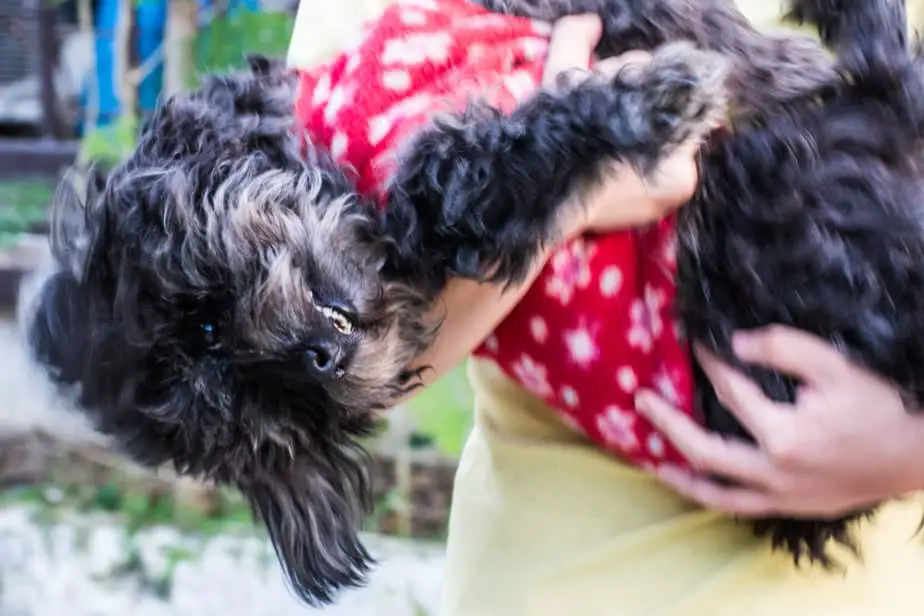 The 12 Best Large Poodle Mixes (With Pictures) Poodle Report