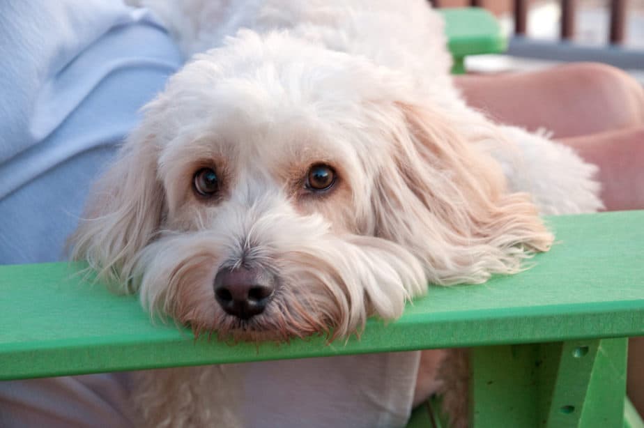 cockapoo and poodle mix