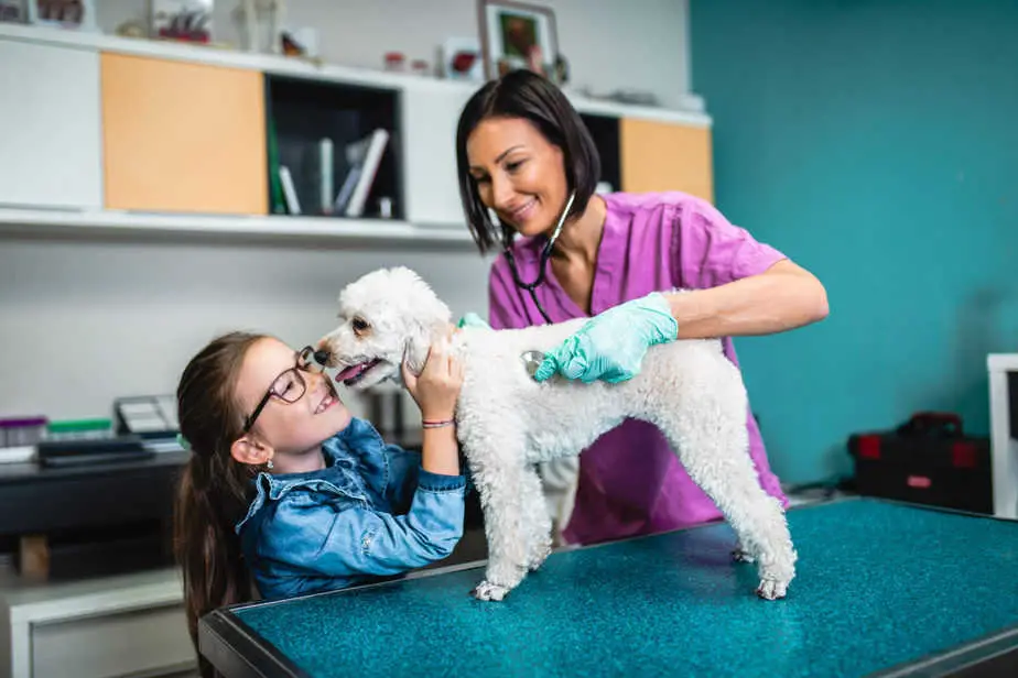 Is Your Poodle Eating Paper and Napkins? Here’s Why! Poodle Report