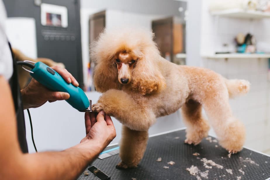 How to Clip a Poodle’s Nails in 8 Easy Steps Poodle Report