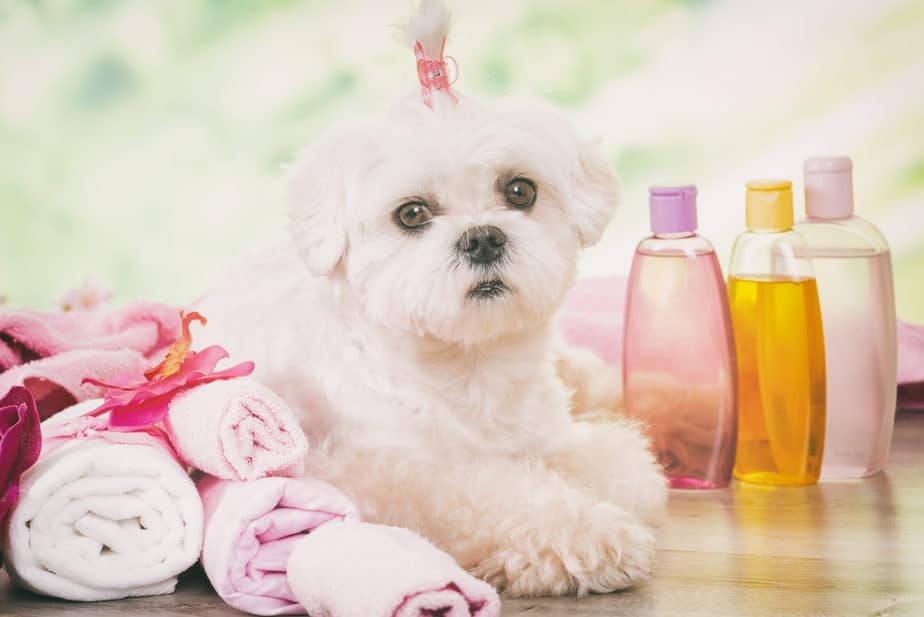 The 15 Best Shampoos for Poodles Top Picks and Tips Poodle Report