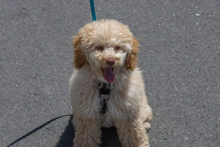 The 10 Best Poodle Mixes for Seniors A Guide With Pictures Poodle Report