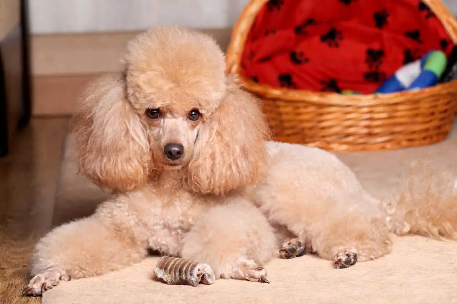 The Best Bones For Poodles to Chew On A Complete Guide Poodle Report