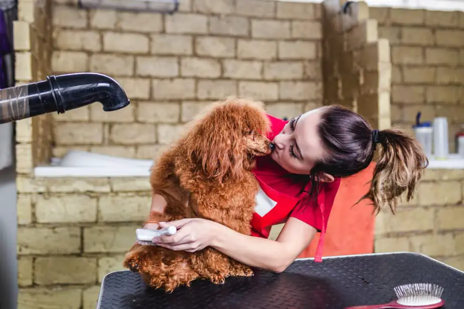 How to Manage Shedding and Hair Maintenance in Your Maltese Poodle Mix