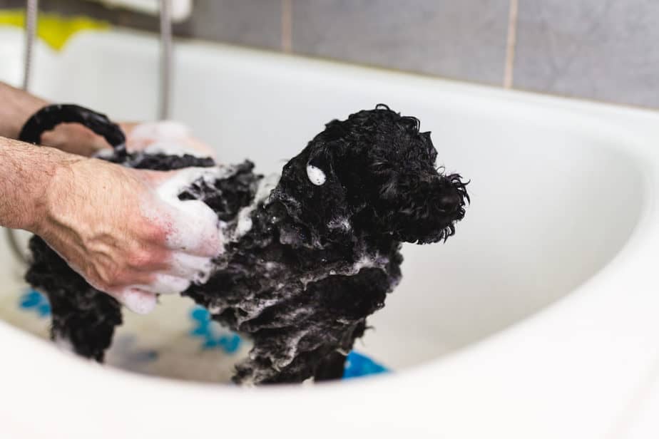 The 15 Best Shampoos for Poodles Top Picks and Tips Poodle Report