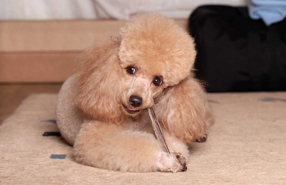 The Best Bones For Poodles to Chew On A Complete Guide Poodle Report