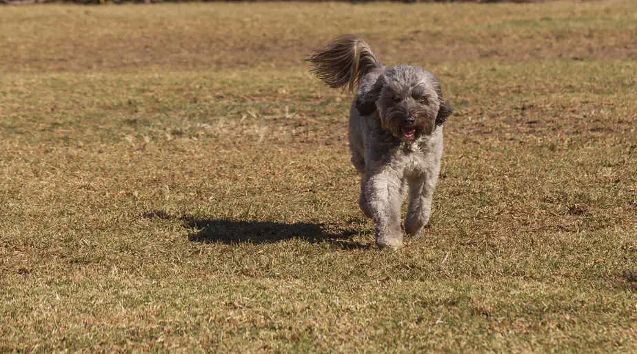 The 12 Calmest Poodle Mixes (With Pictures) Poodle Report