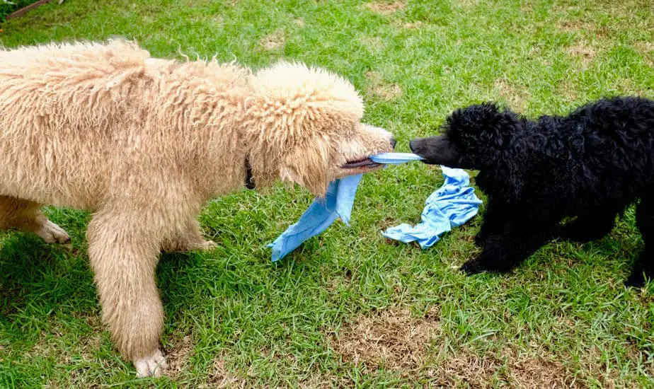 17 Easy Indoor and Outdoor Games to Play With Your Poodle Poodle Report