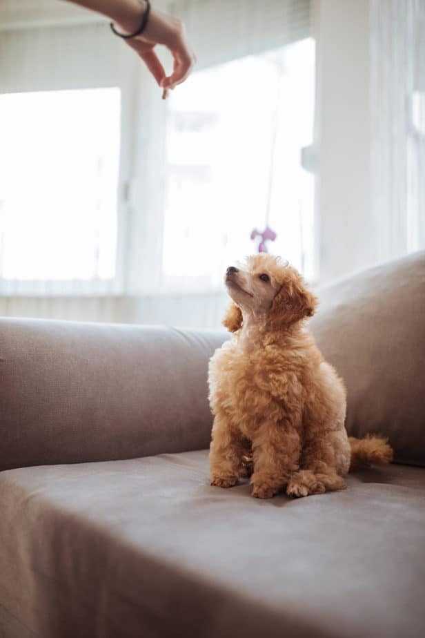 Can Poodles Eat Apples? What Every Owner Should Know Poodle Report