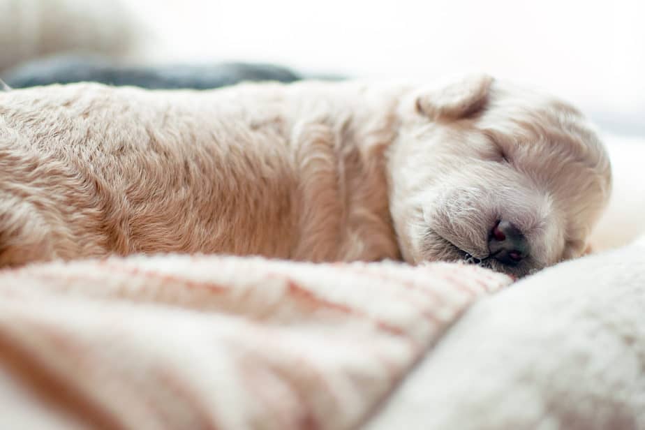 Why Are Poodles So Expensive? What Every Owner should know Poodle